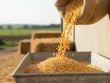 قیمت ذرت برای دام فرانهاده
