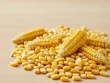 قیمت ذرت وارداتی روسیه فرانهاده