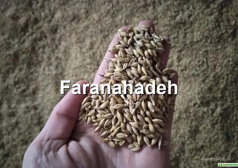 خرید جو از بندر امام