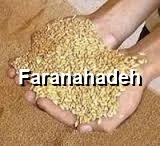 خرید جو از بندر امام