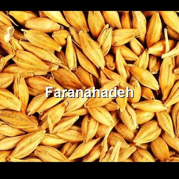 خرید جو از بندر امام