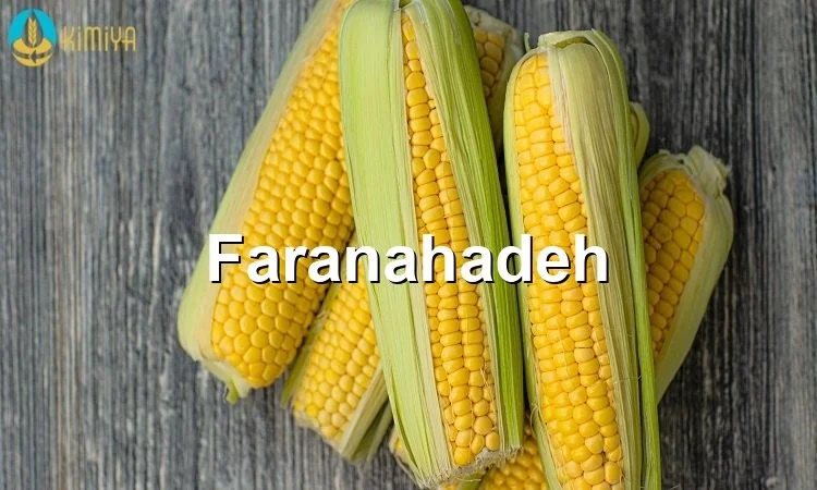 خرید عمده ذرت دامی