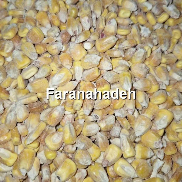 خرید عمده ذرت دامی