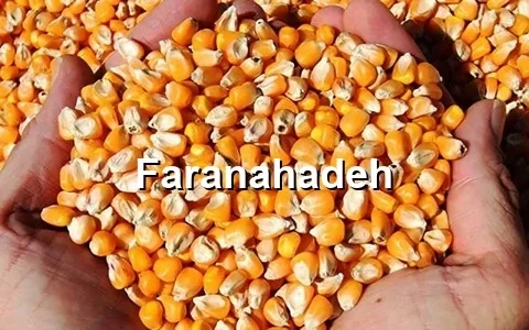 خرید عمده ذرت دامی