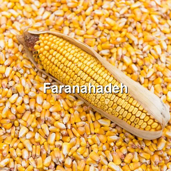 شرایط واردات ذرت