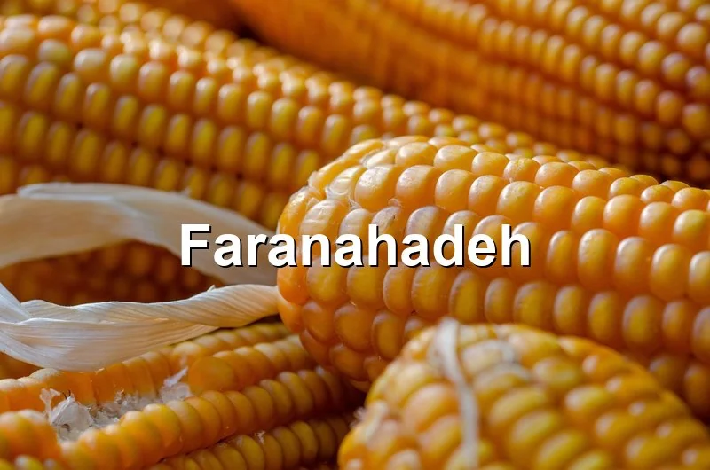 شرایط واردات ذرت