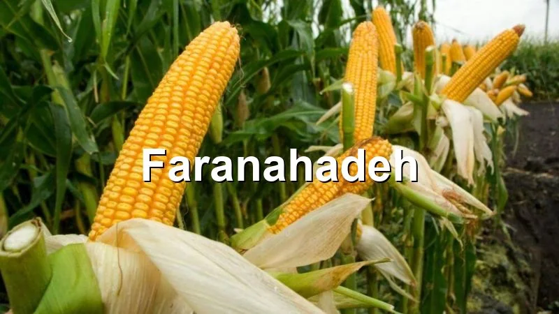 شرایط واردات ذرت