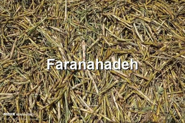 صادرات باگاس نیشکر