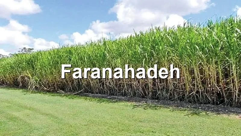 صادرات باگاس نیشکر
