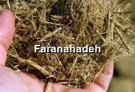 صادرات باگاس نیشکر