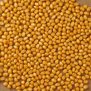 قیمت ذرت سال ۱۴۰۴
