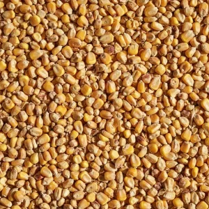 قیمت ذرت سال ۱۴۰۴