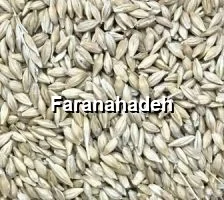 قیمت جو خارجی بندر امیرآباد