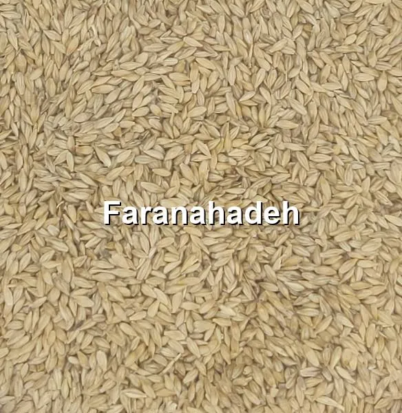 قیمت جو دامی
