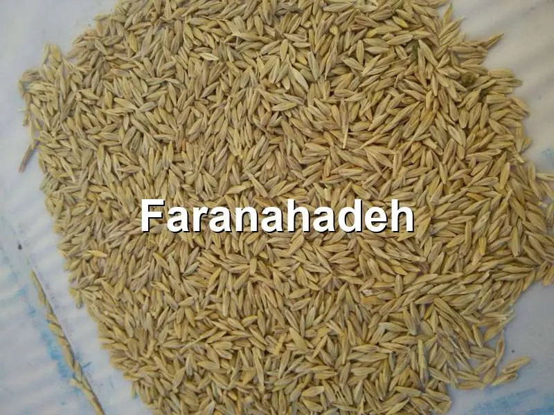 قیمت جو دامی