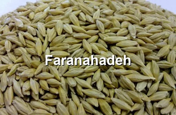 قیمت جو دامی
