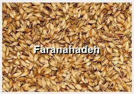 قیمت جو وارداتی در بندر