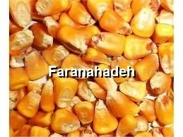 قیمت ذرت رومانی امروز