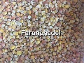 قیمت ذرت رومانی امروز
