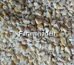 قیمت ذرت رومانی امروز