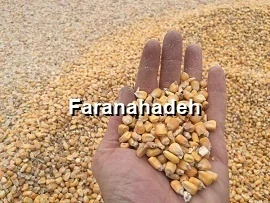 قیمت ذرت رومانی امروز