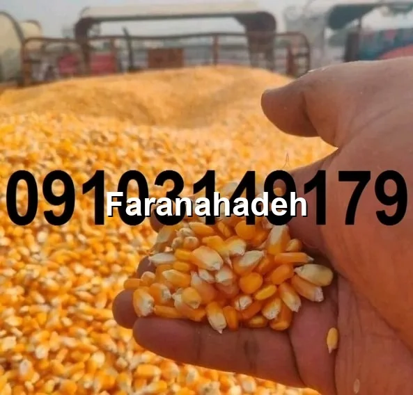 قیمت ذرت رومانی امروز