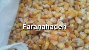 قیمت ذرت رومانی امروز