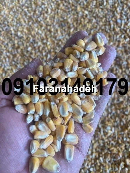 قیمت ذرت رومانی امروز