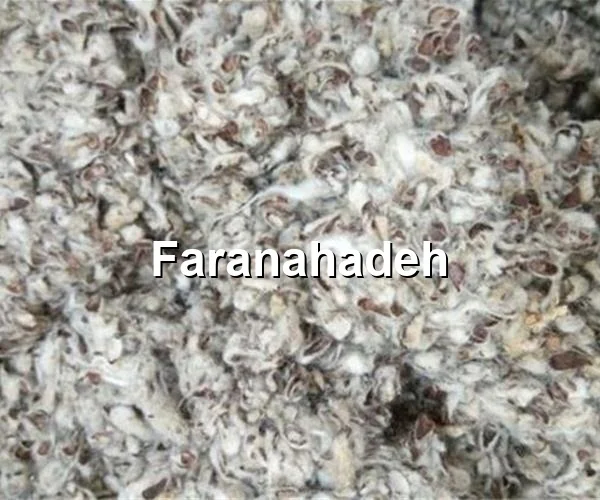 قیمت روز کنجاله کلزا