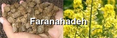 قیمت روز کنجاله کلزا