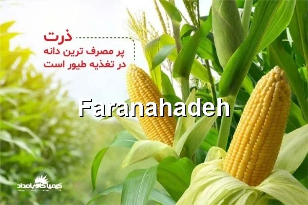مراحل واردات ذرت دامی