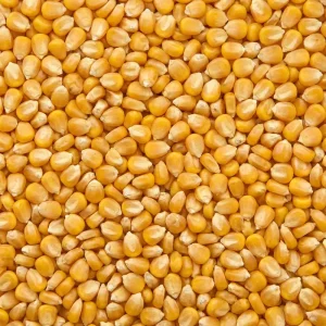 قیمت ذرت دانه ای